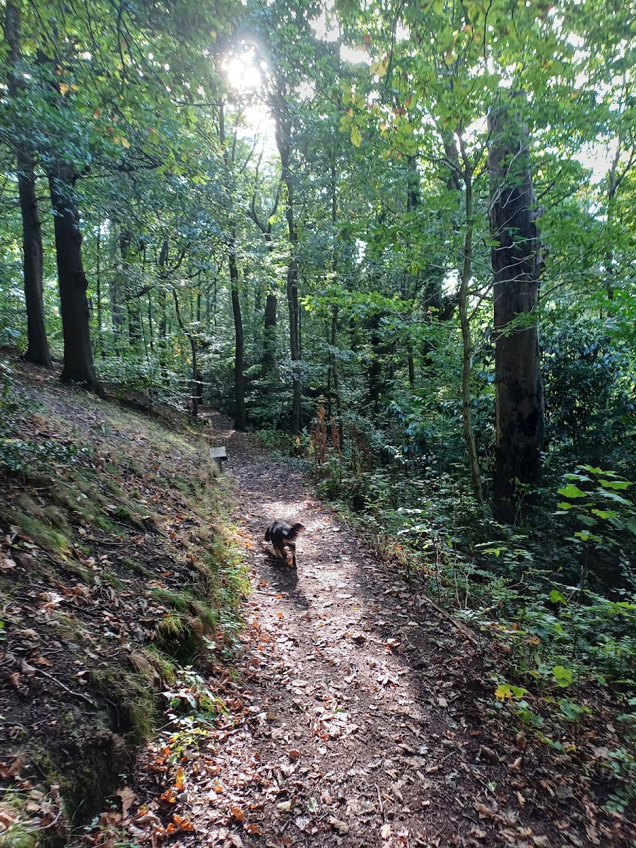 Brincliffe Edge Woods