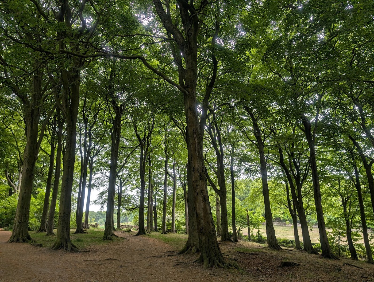 Wheata Woods