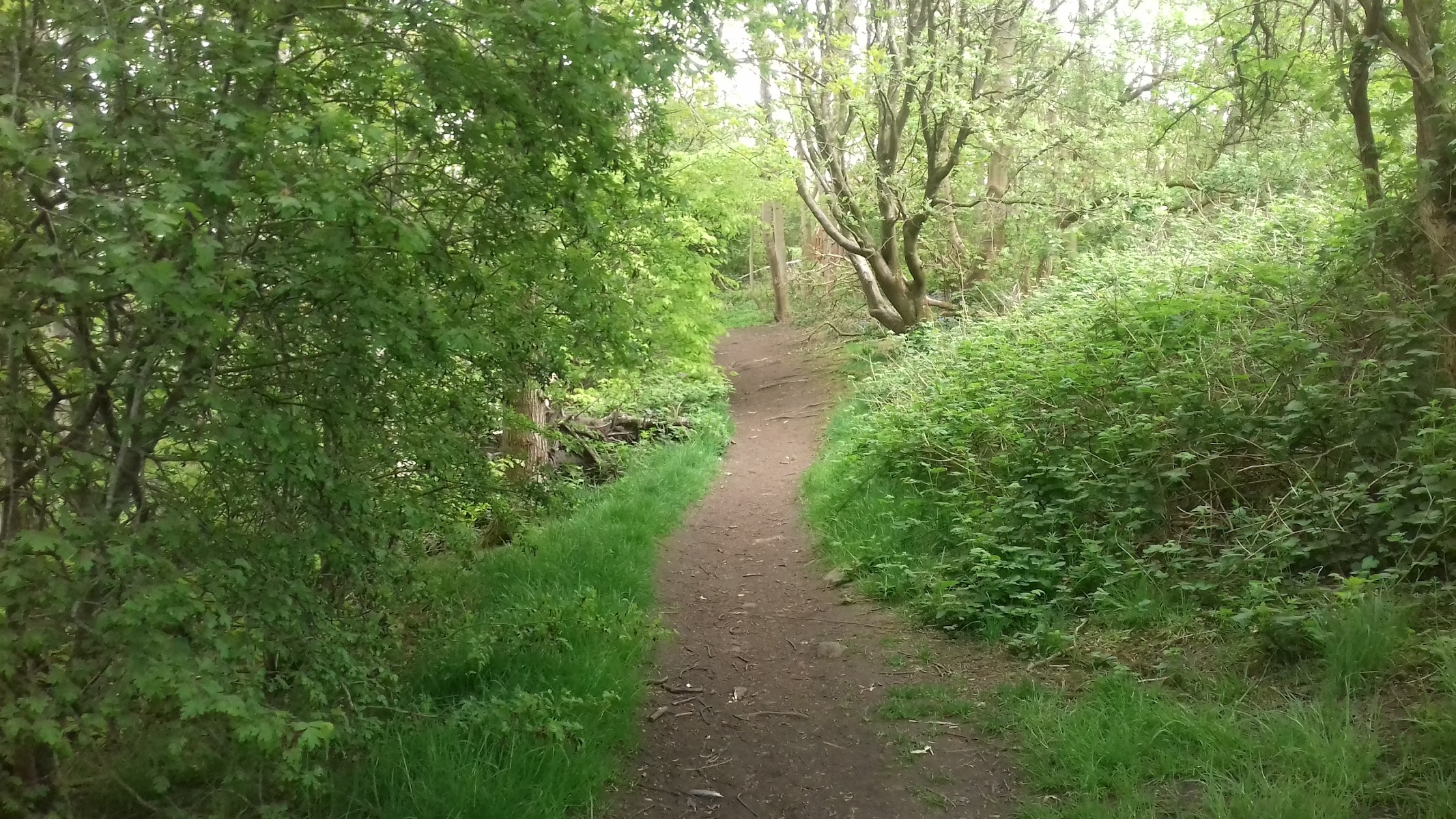 Carr Wood