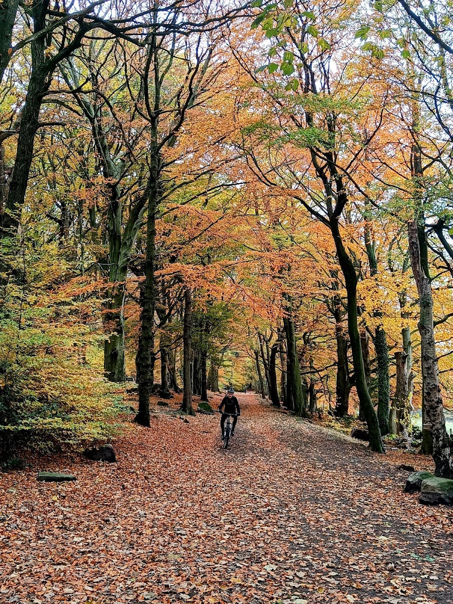 West Wood