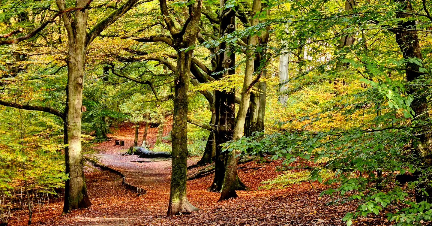 Judy Woods