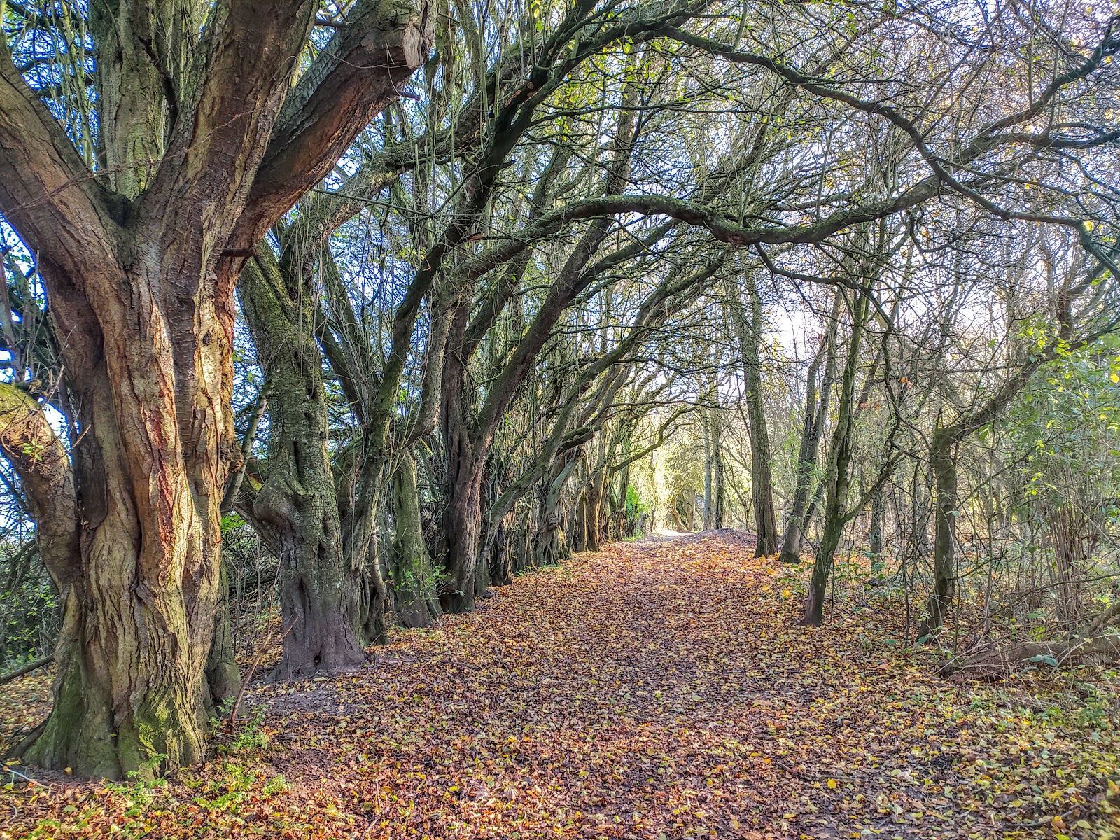 Loglands Nature Reserve