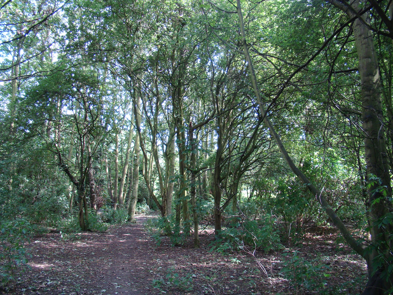 Anlaby Woods
