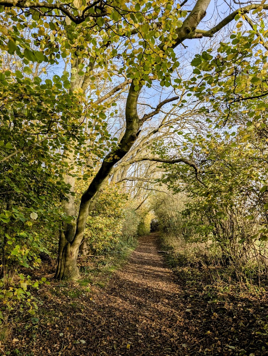 Nutwood