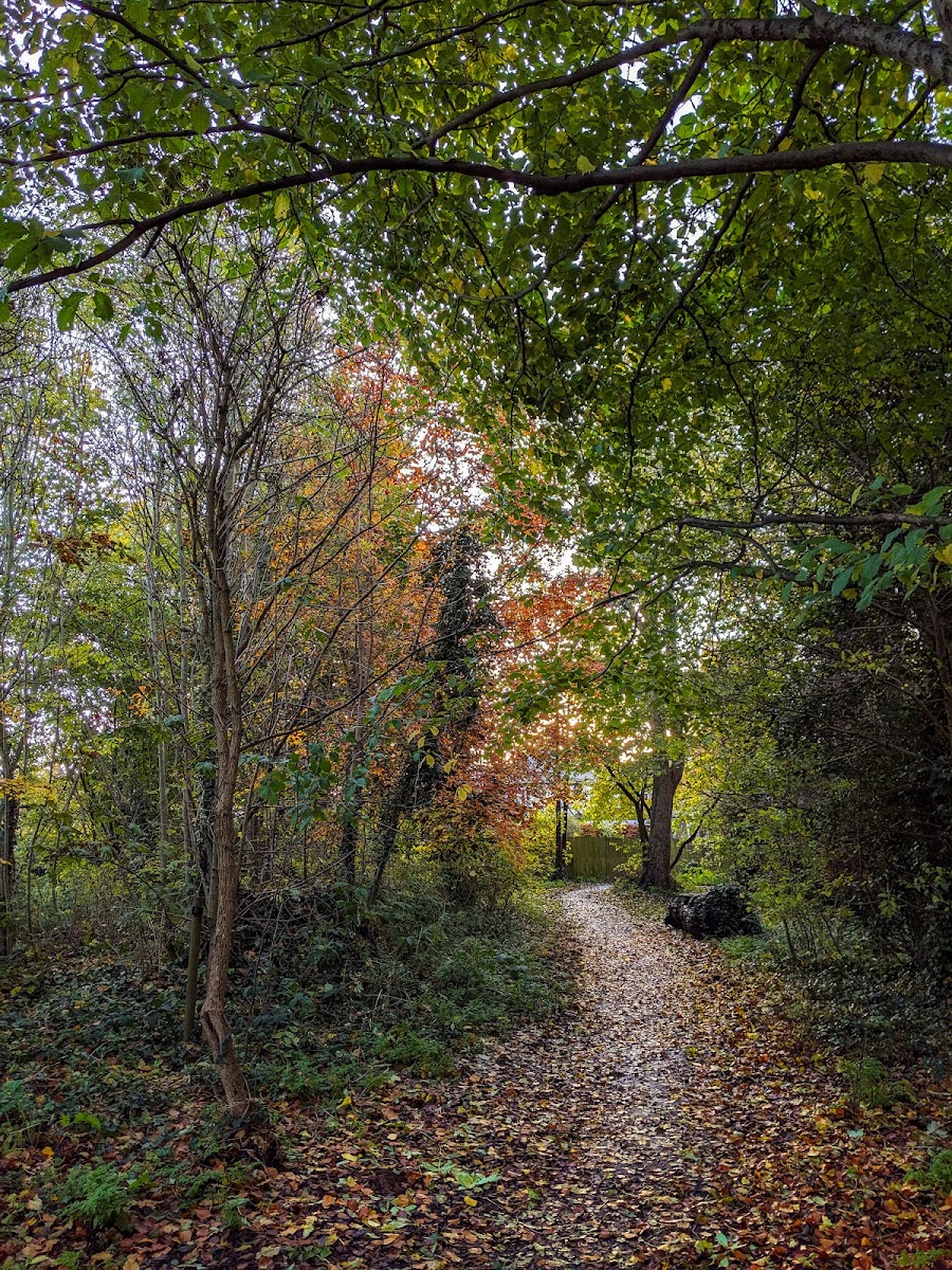 Dene Woodland