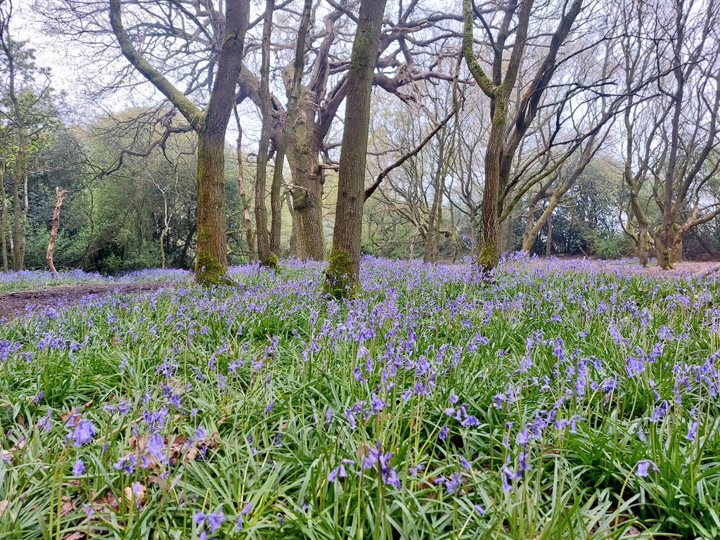 Burton Bushes