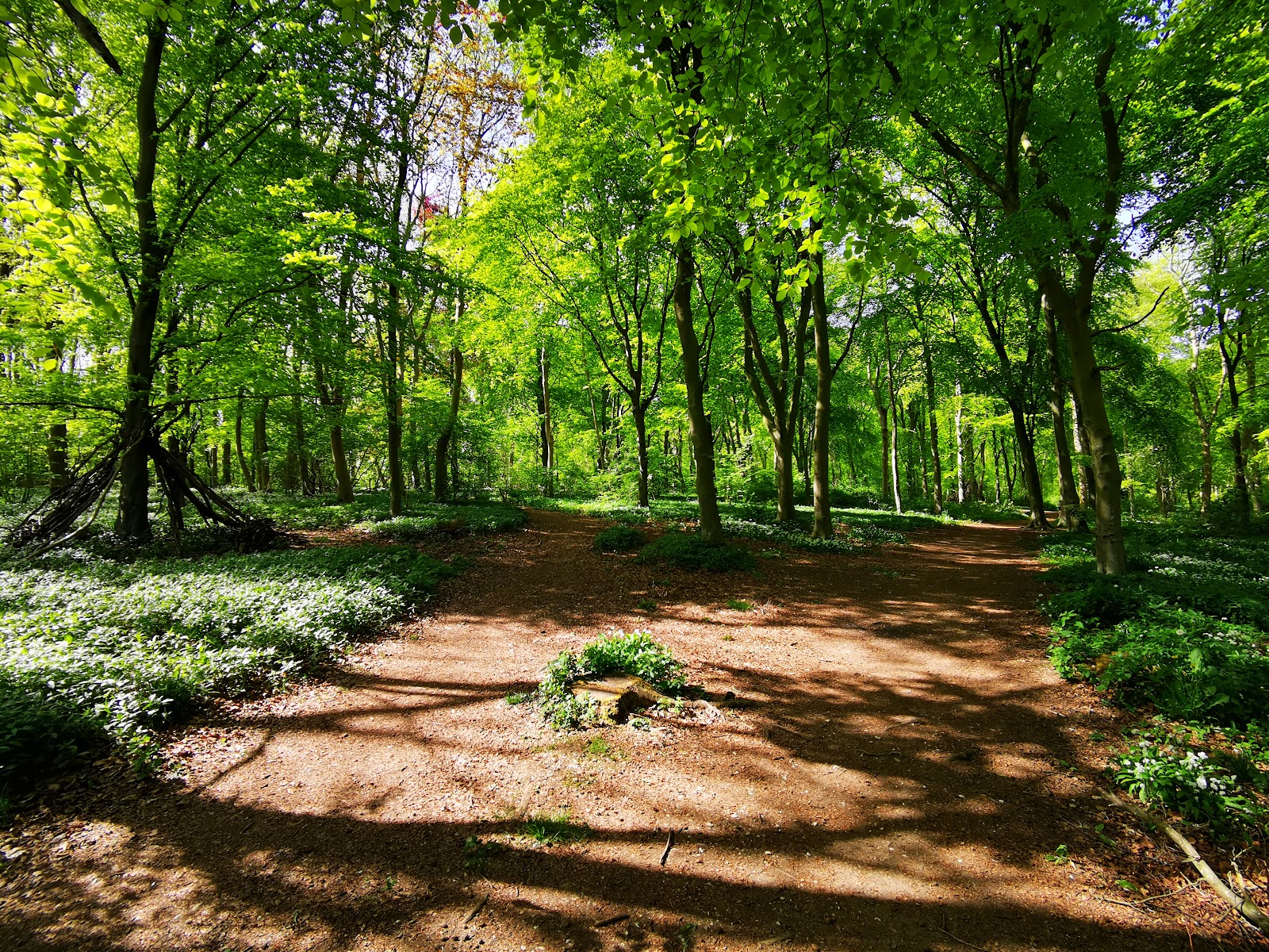 Nut Wood