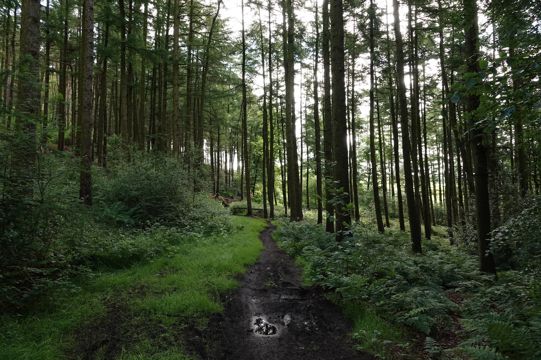 Stainburn Forest