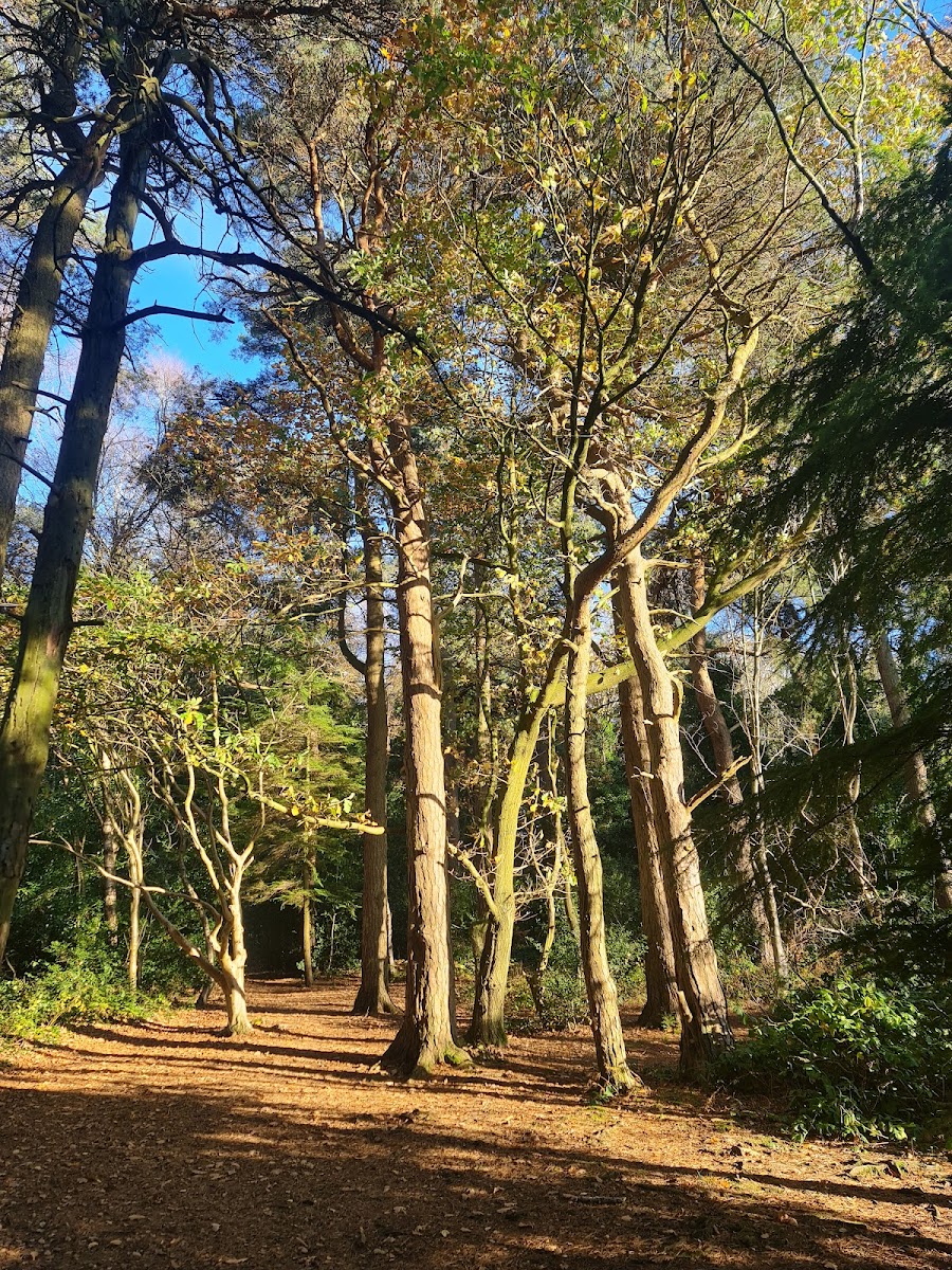 Pinewoods