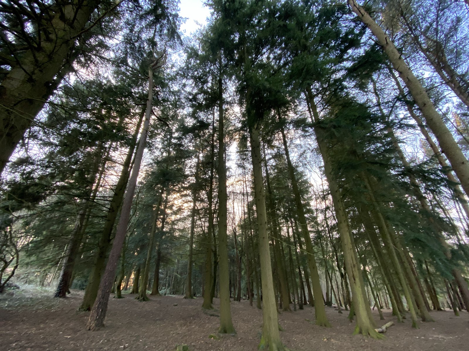 The Pinewood