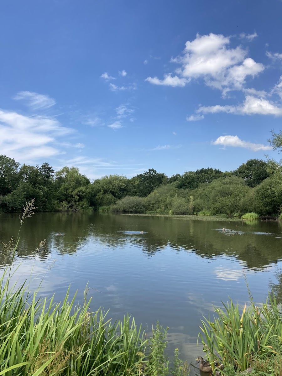 Christleton Duck Pond