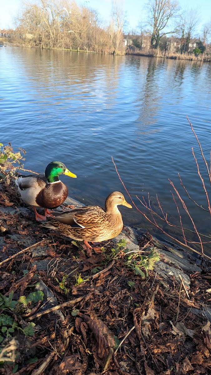 Clairville Common