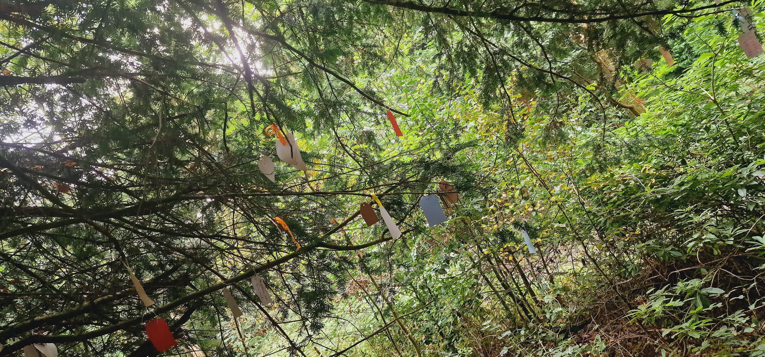 Tree Of Dreams