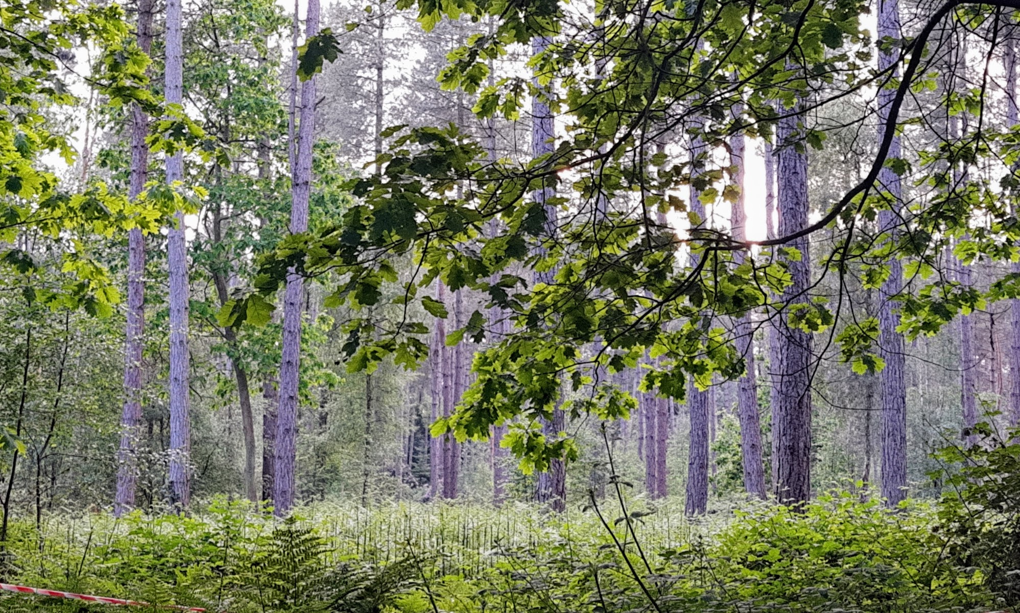 Pettypool Activity Centre - Girlguiding Cheshire Forest