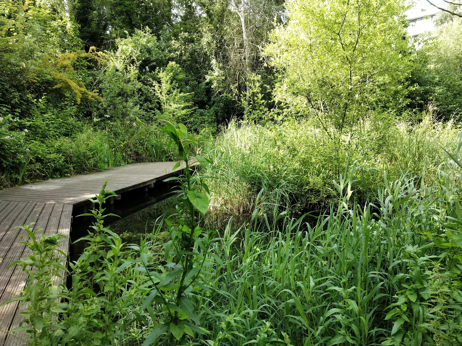 Gunnersbury Triangle, London Wildlife Trust