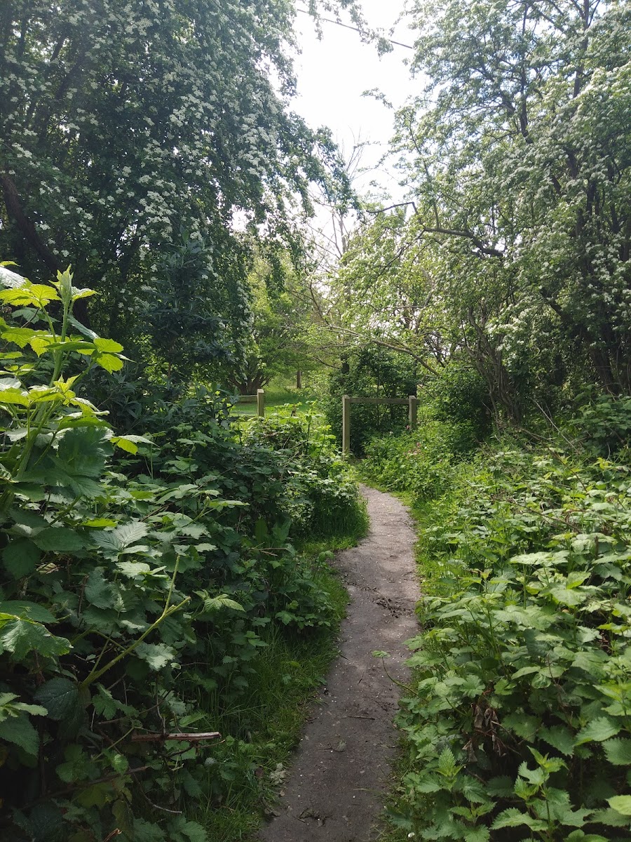 Jubilee Meadow (Hanwell Meadows)