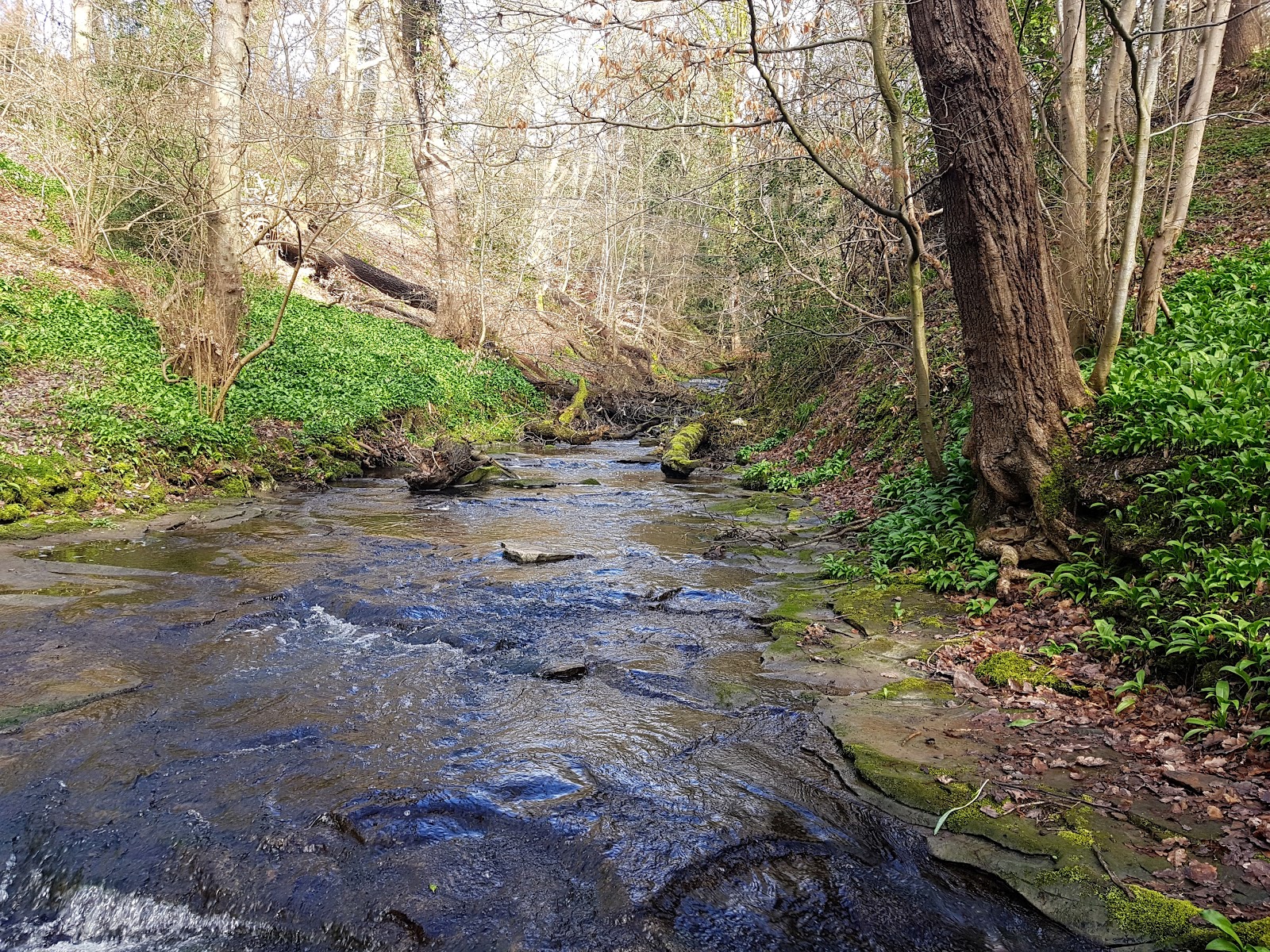 Walbottle and Throckley Dene