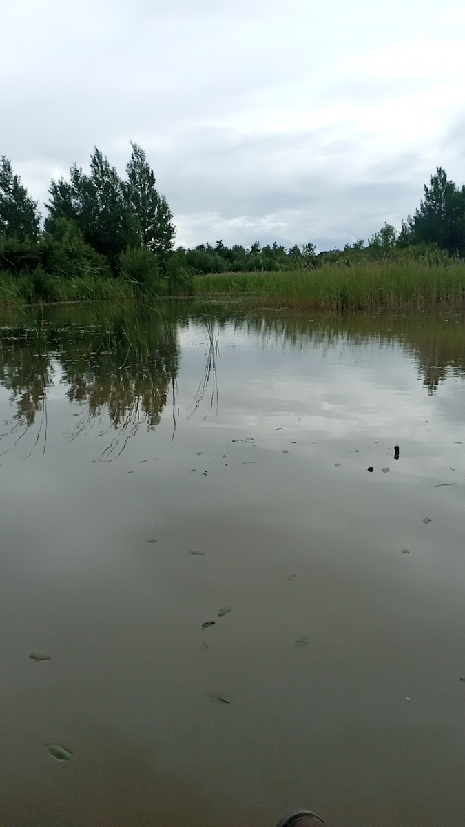 Maidendale Nature Reserve