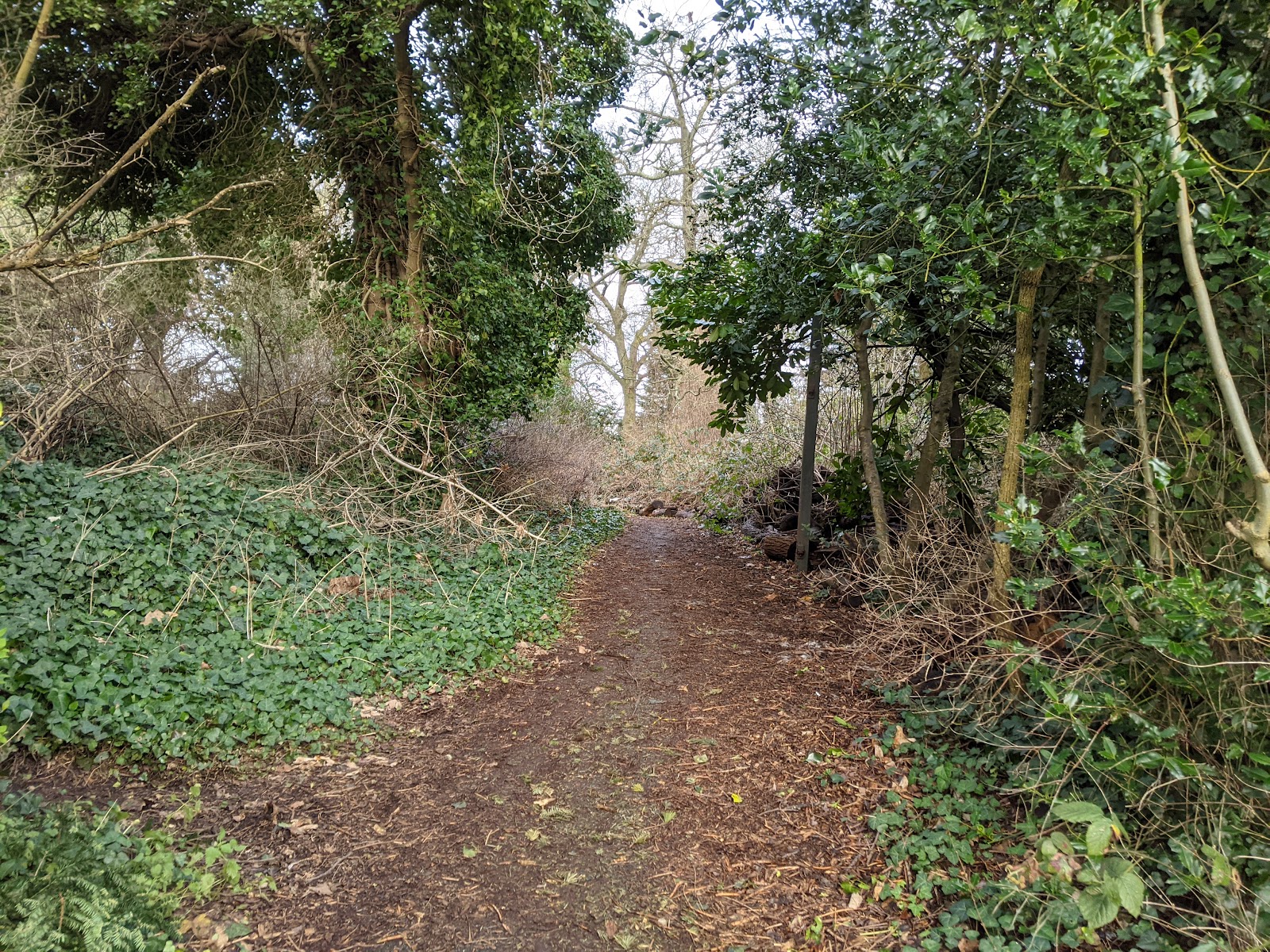 Wells Park - Woodland Trail