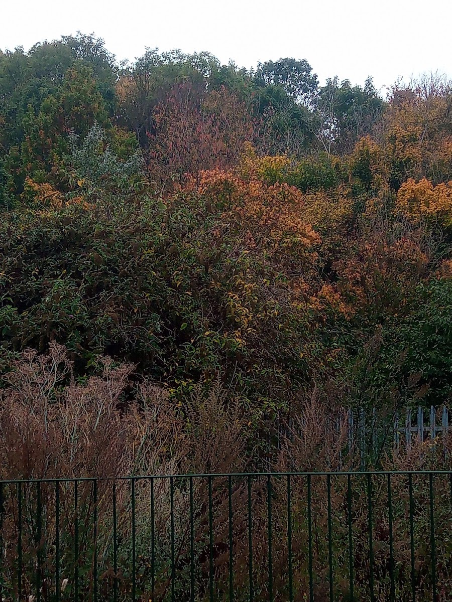 Greenway Cycle Path