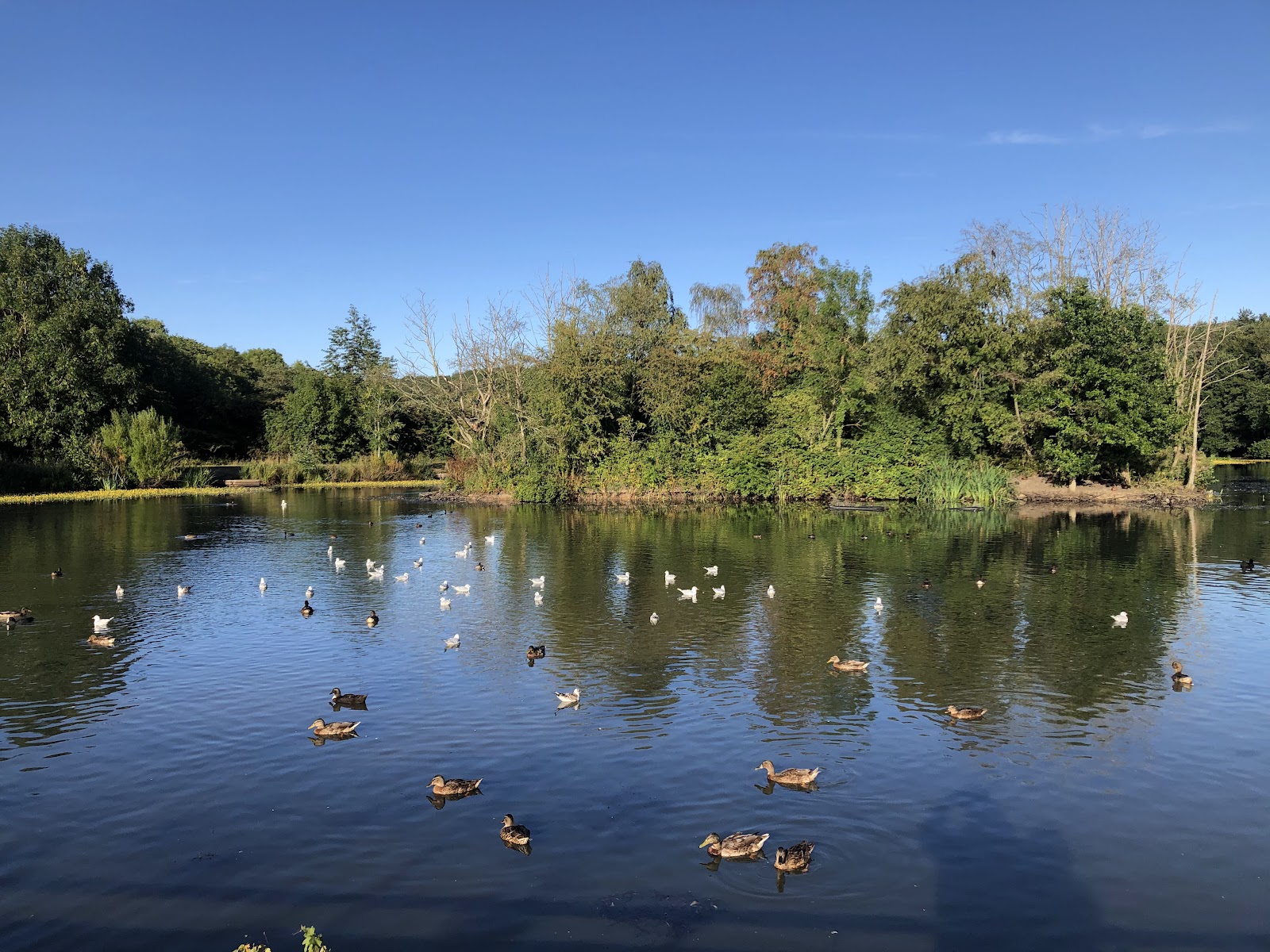 Old James Steel Park (now Mount Pleasant Park)