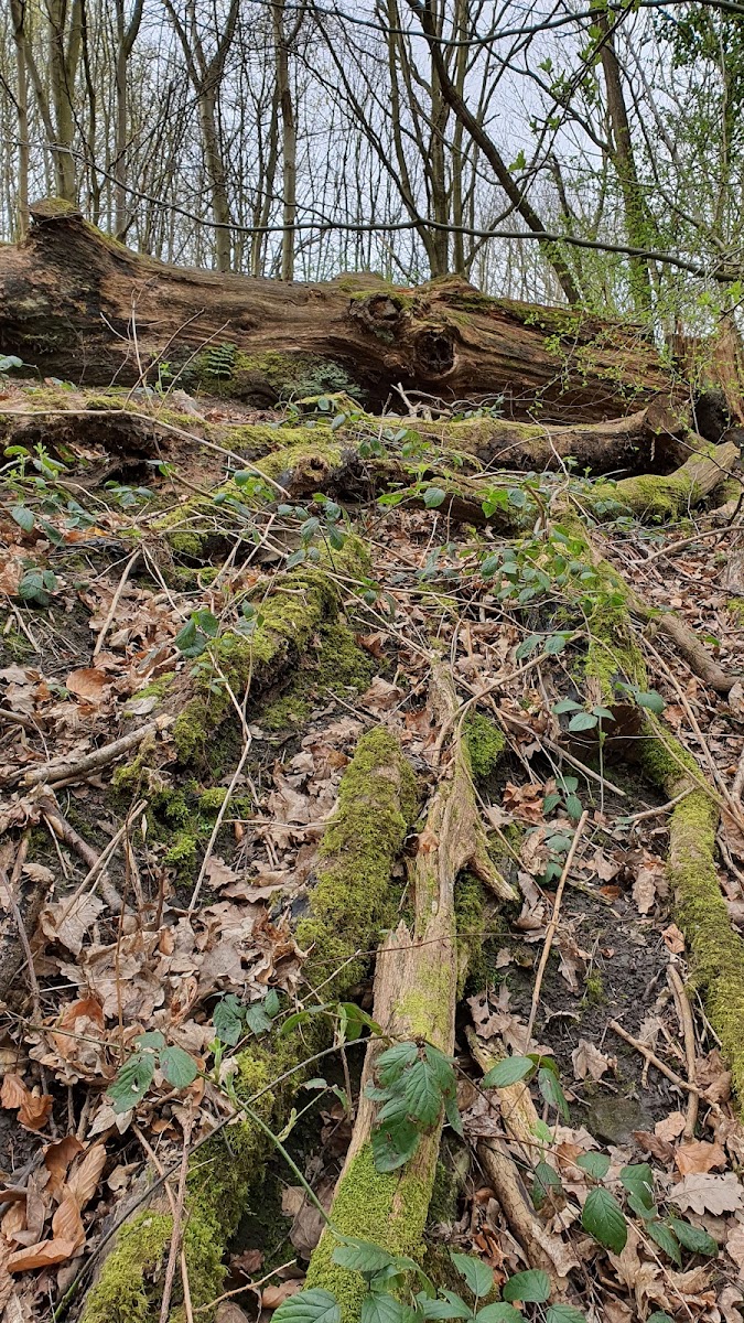 Charlton Brook Bike Track