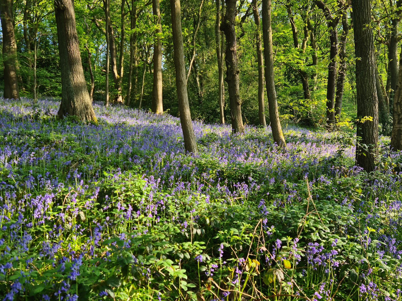 Hutcliffe Wood