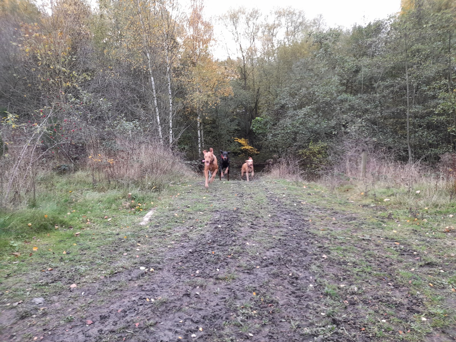 Blackburn Valley Trail