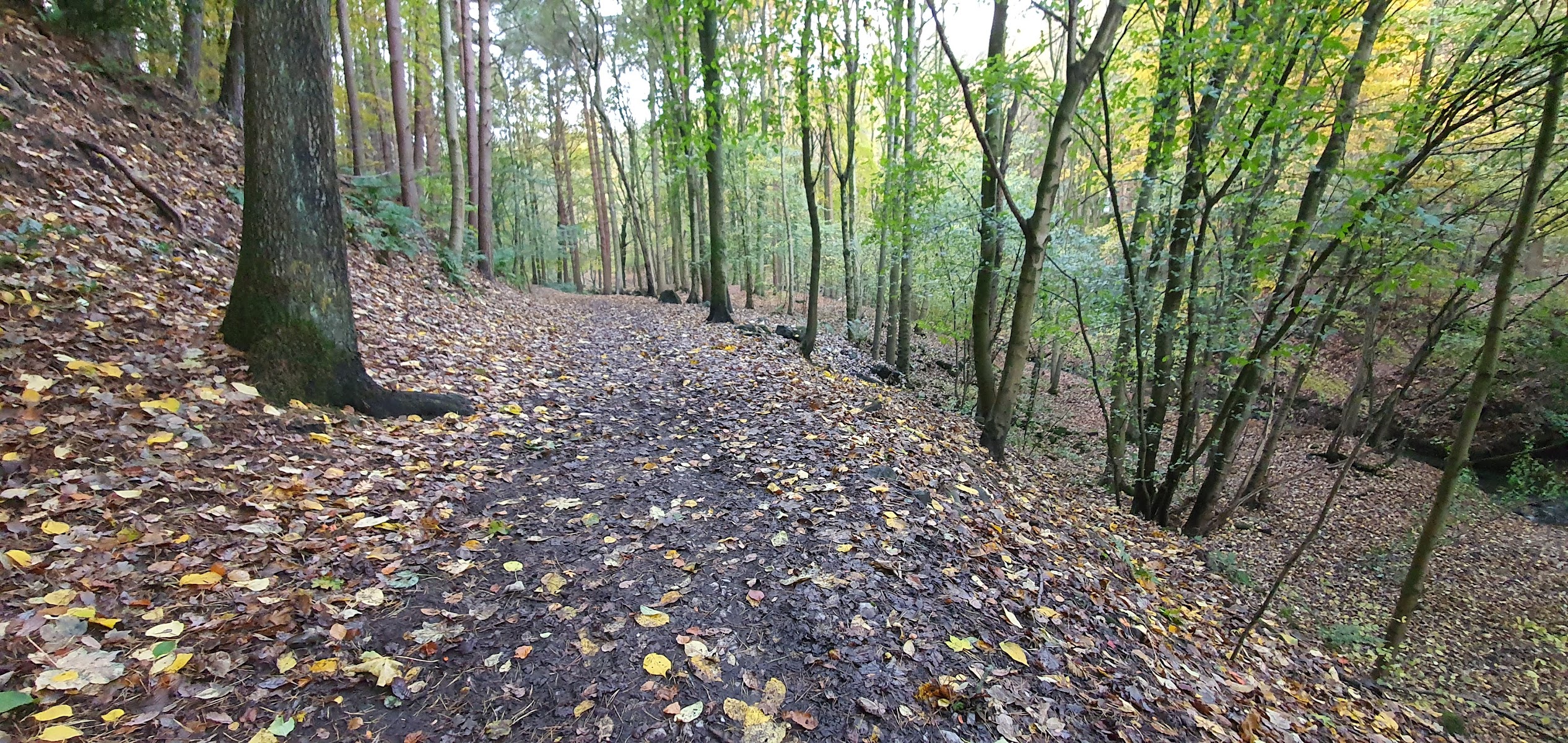 Esholt Mtb Trail