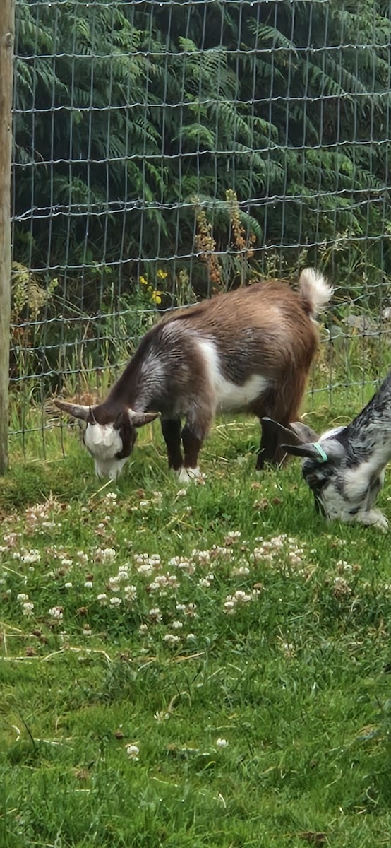 Crossgate Farm
