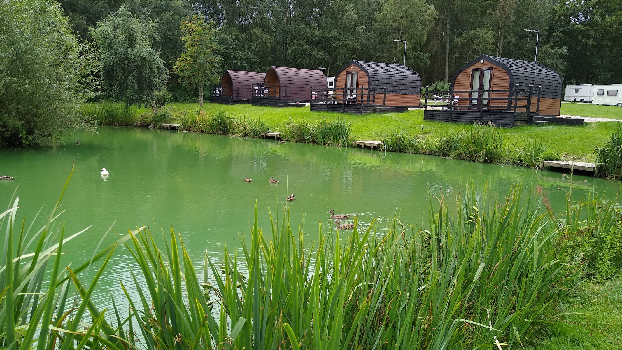 Springwood Fisheries Glamping and Camping