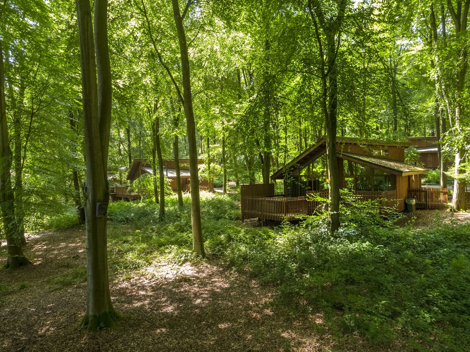 Forest Holidays (Blackwood Forest)