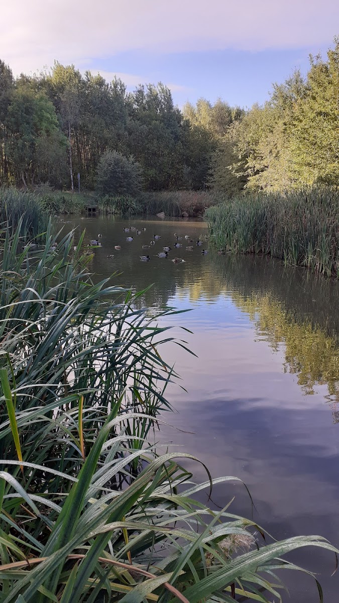 Lofthouse Pond