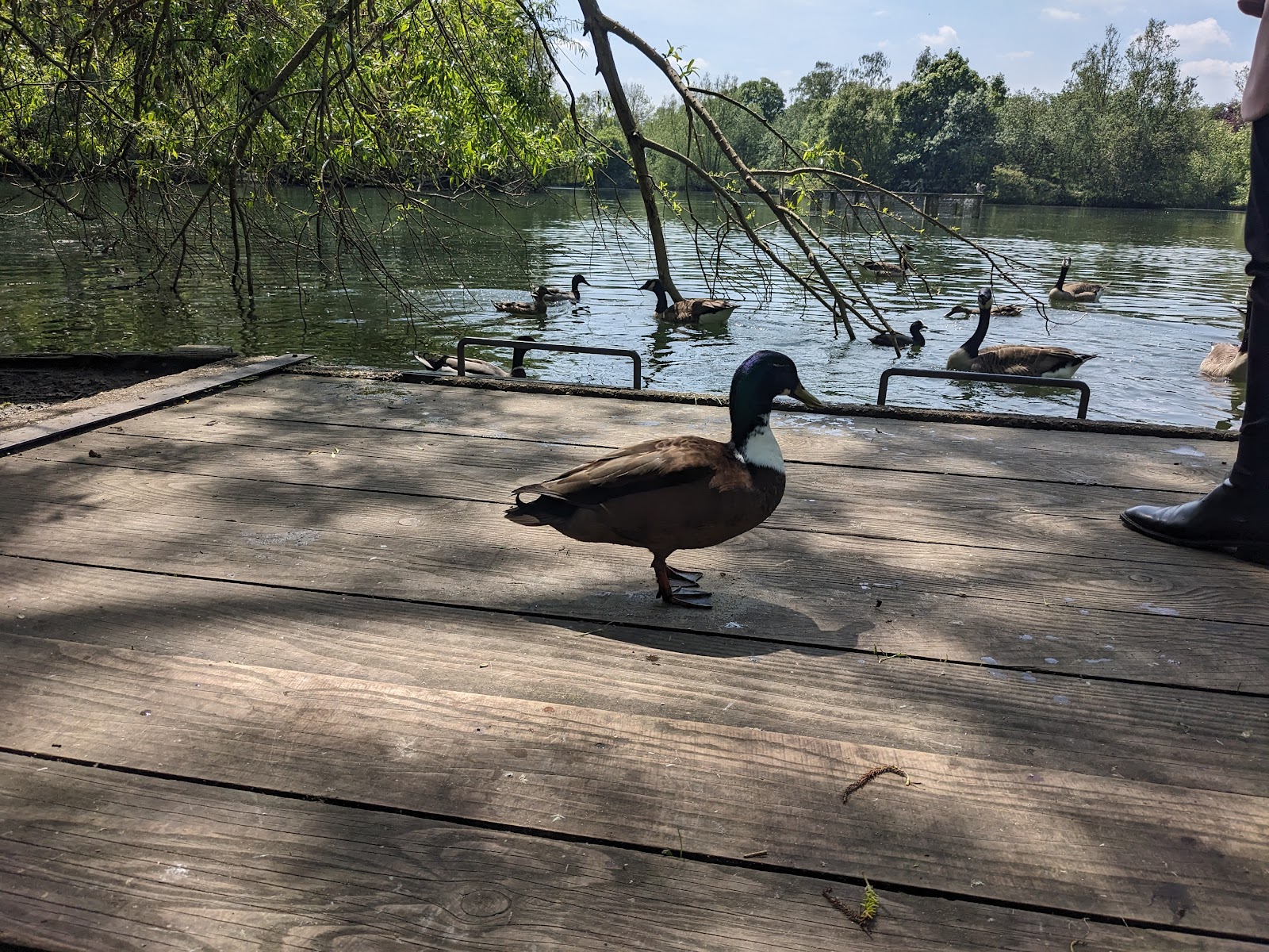 Stanborough Park boat lake
