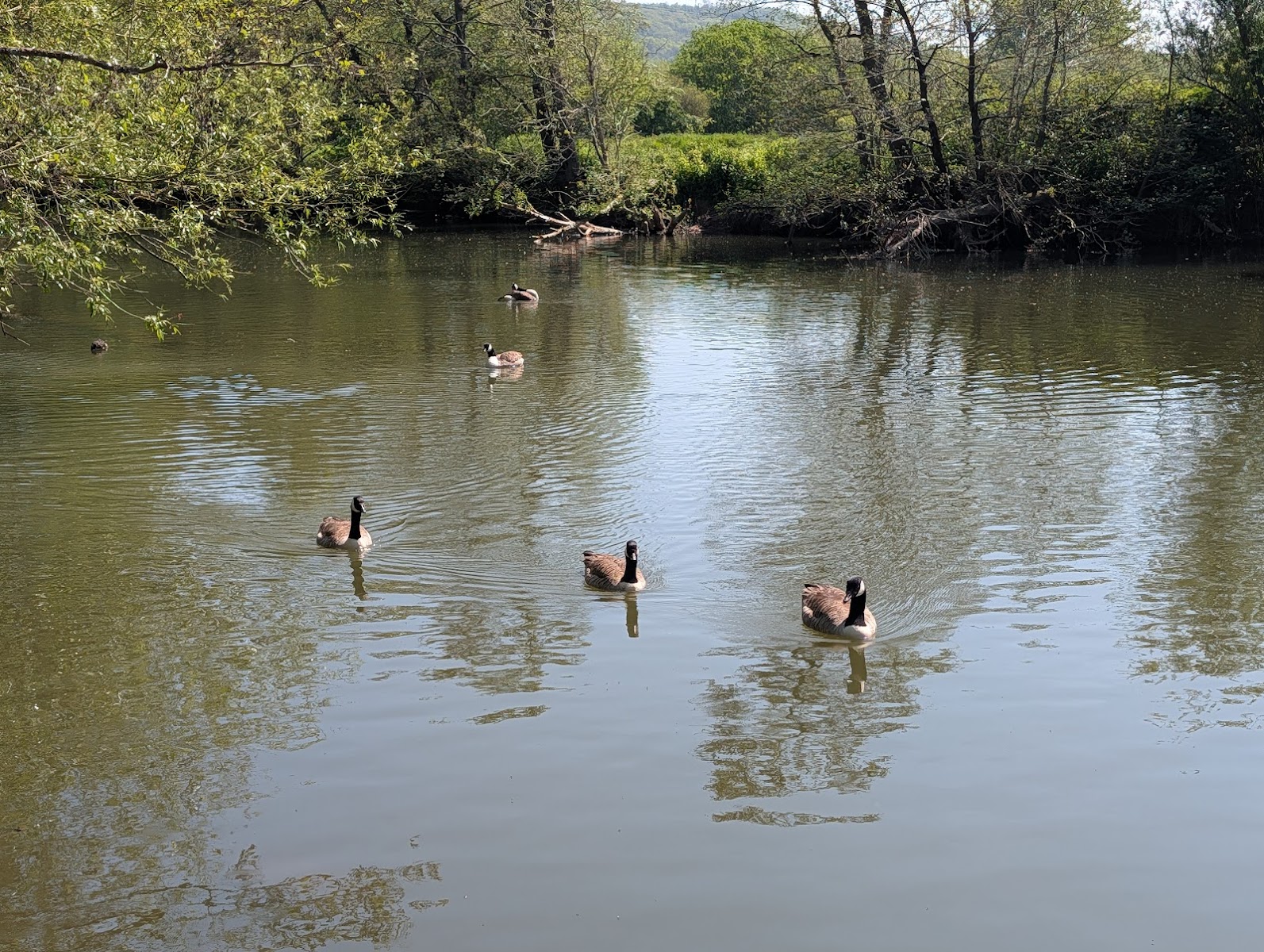 Original Wild Raft Building Site