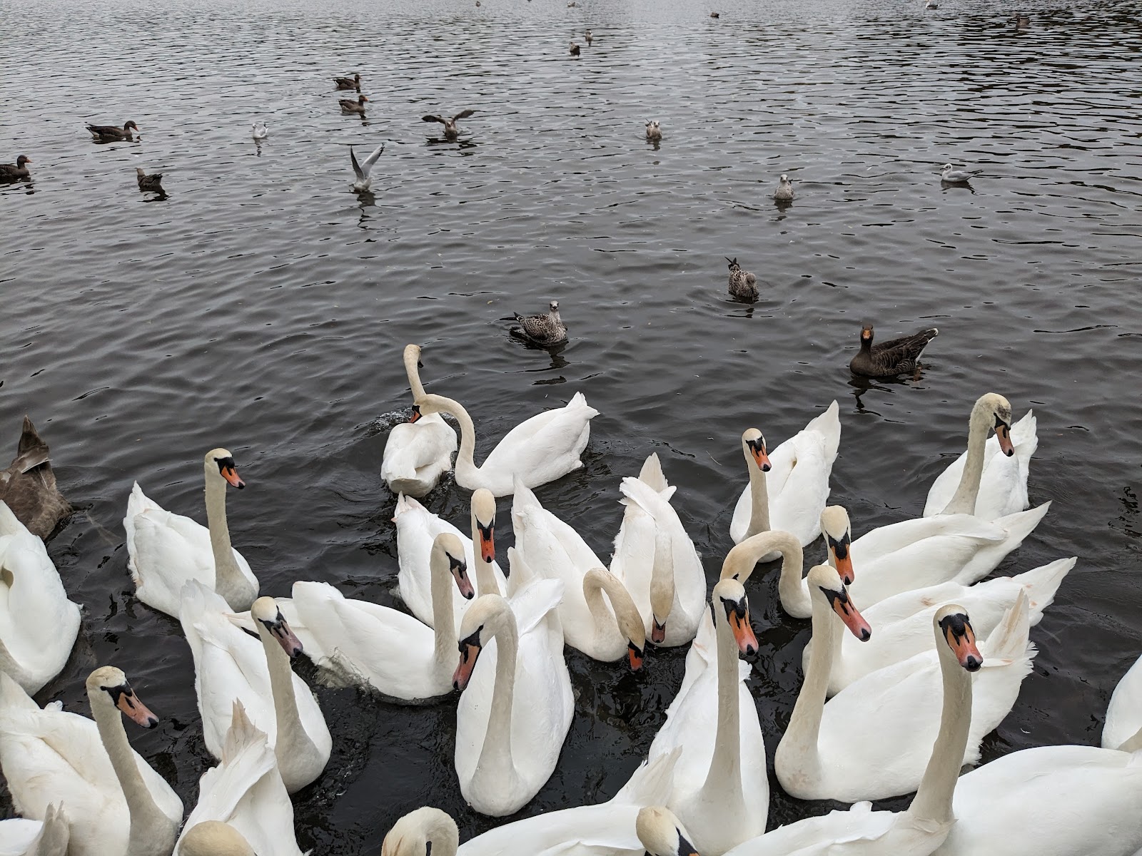 Waterworks Swan Lake