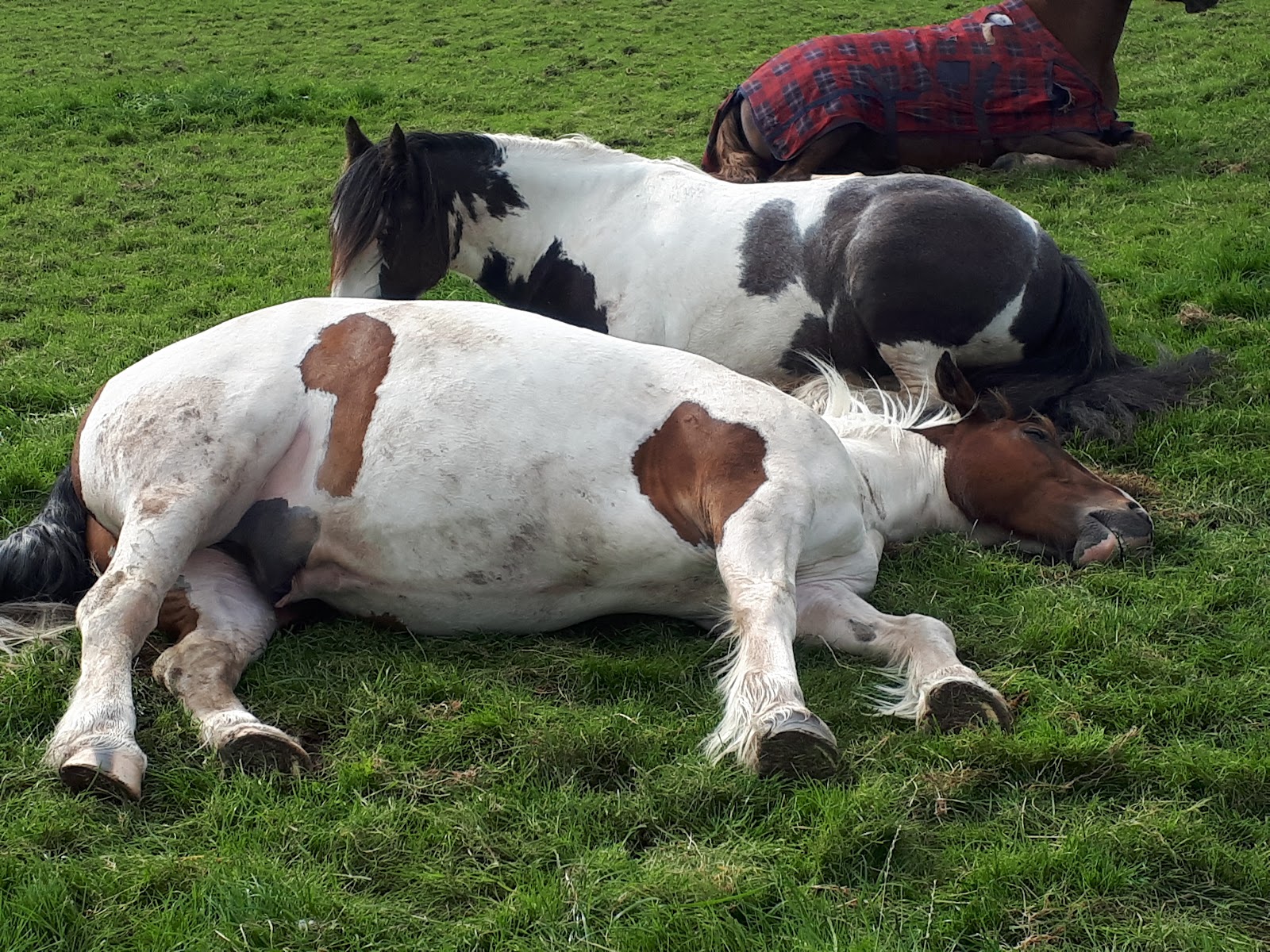 Daisy Meadow Stables