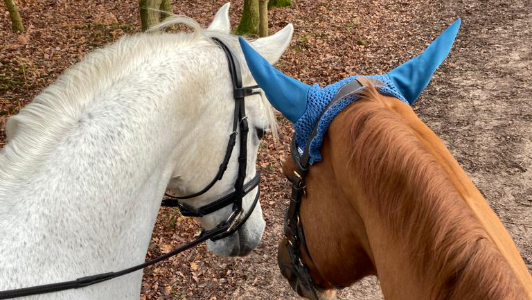 Statham Lodge Riding Centre