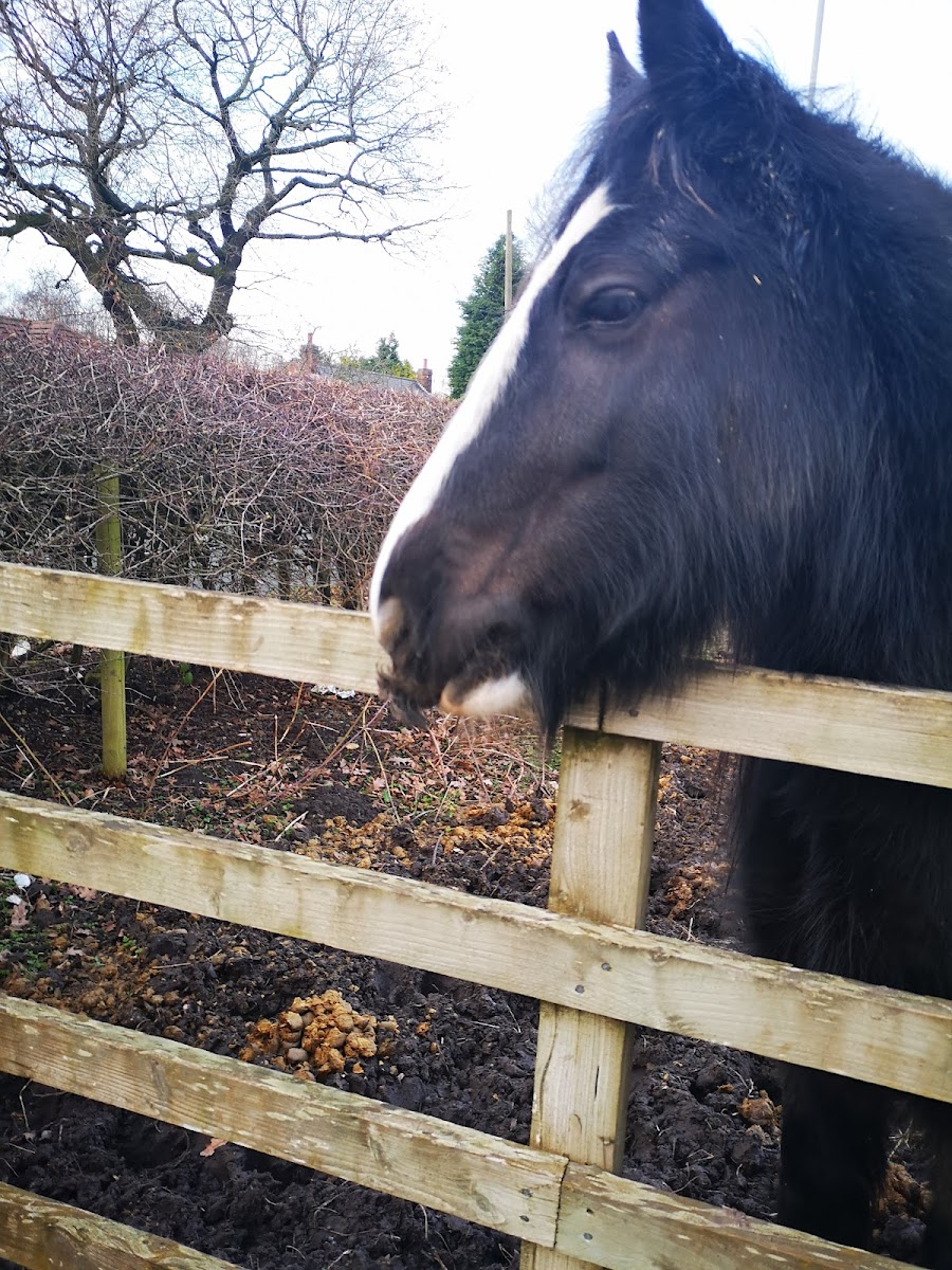 Foxfields Livery Stables