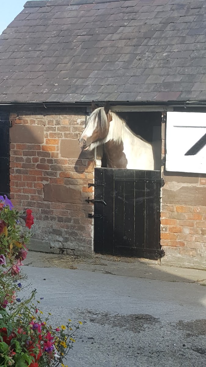 Green Lane Livery Yard