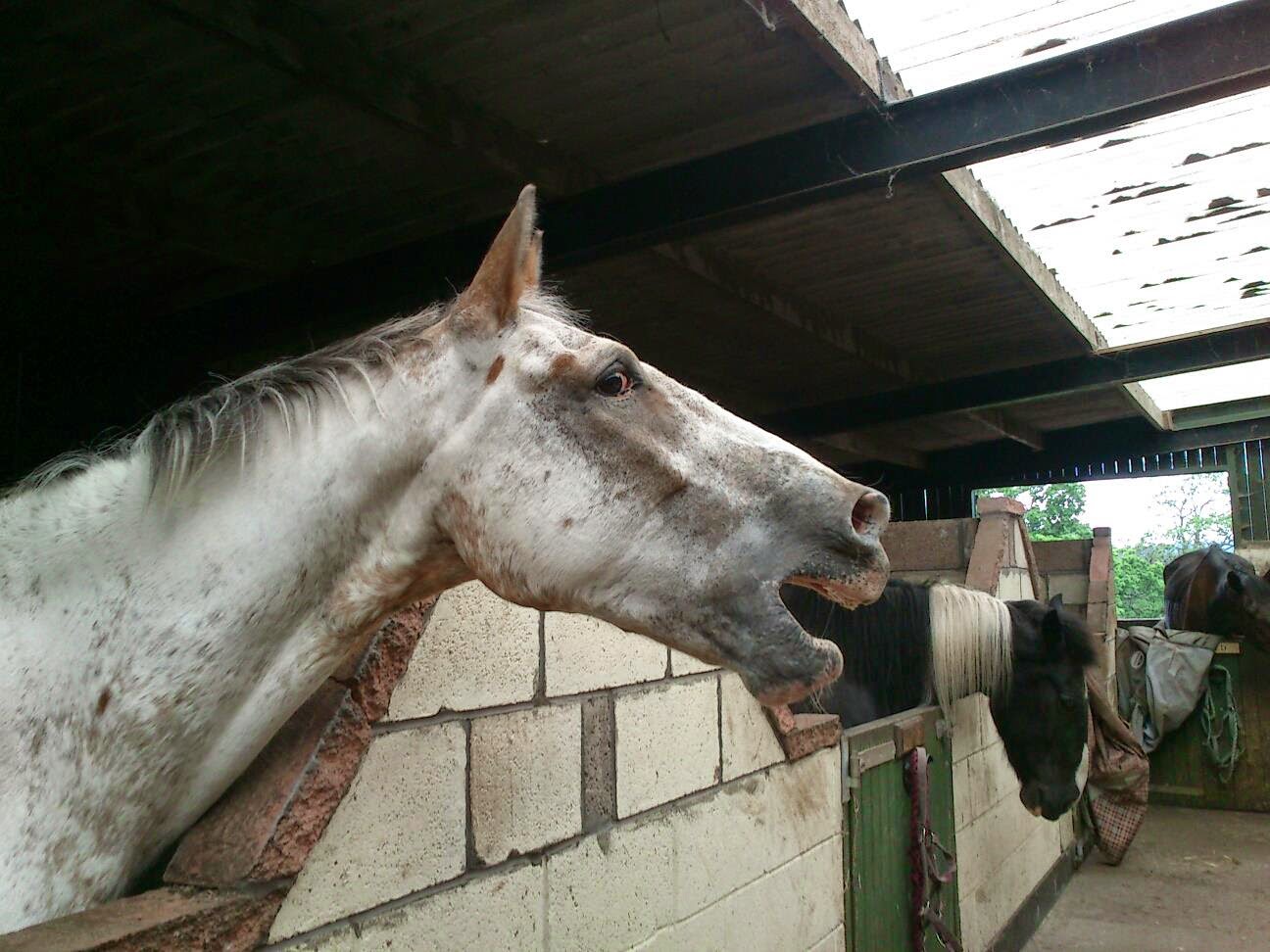 Bank House Equestrian