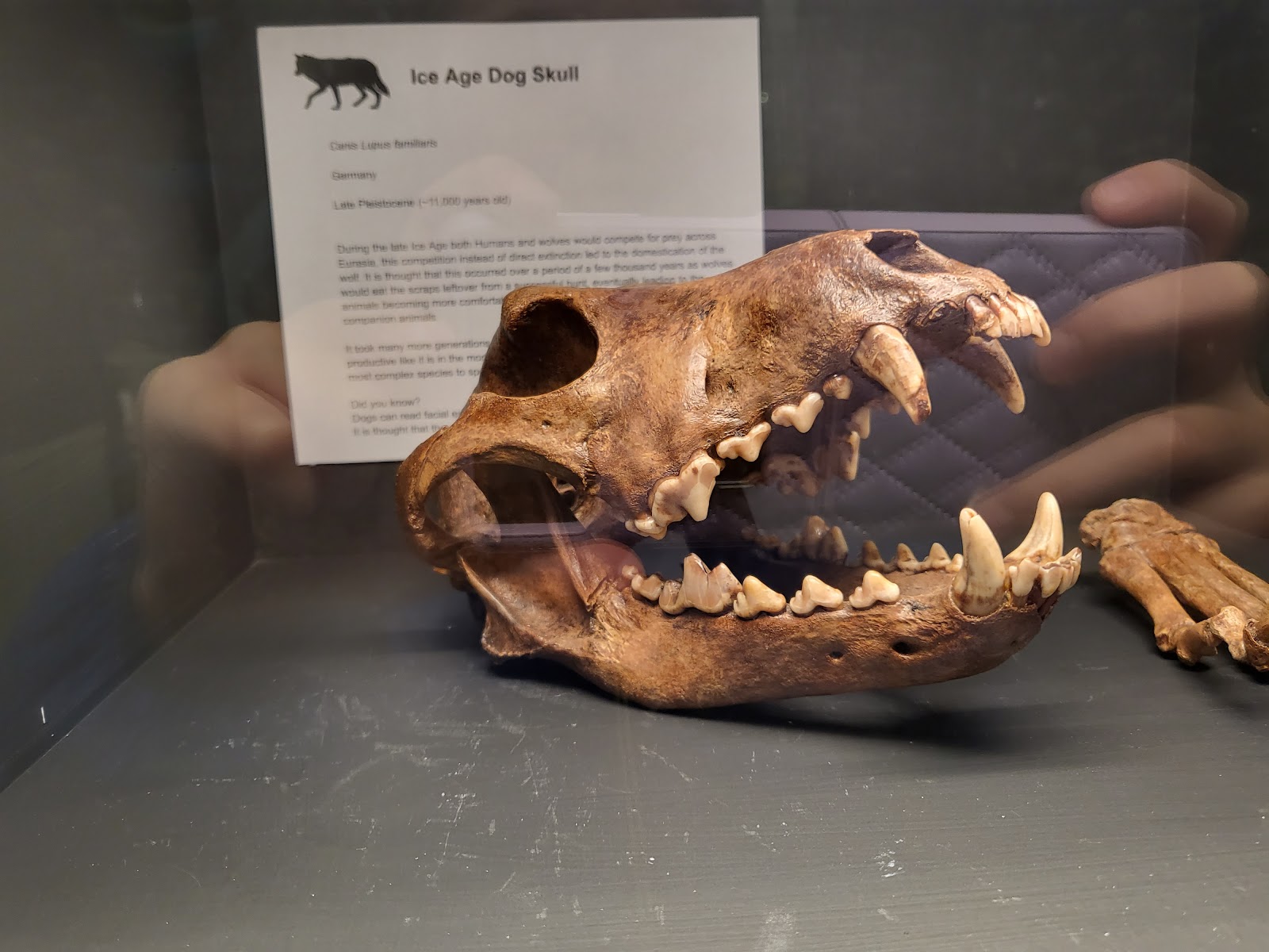 Natural Sciences Museum