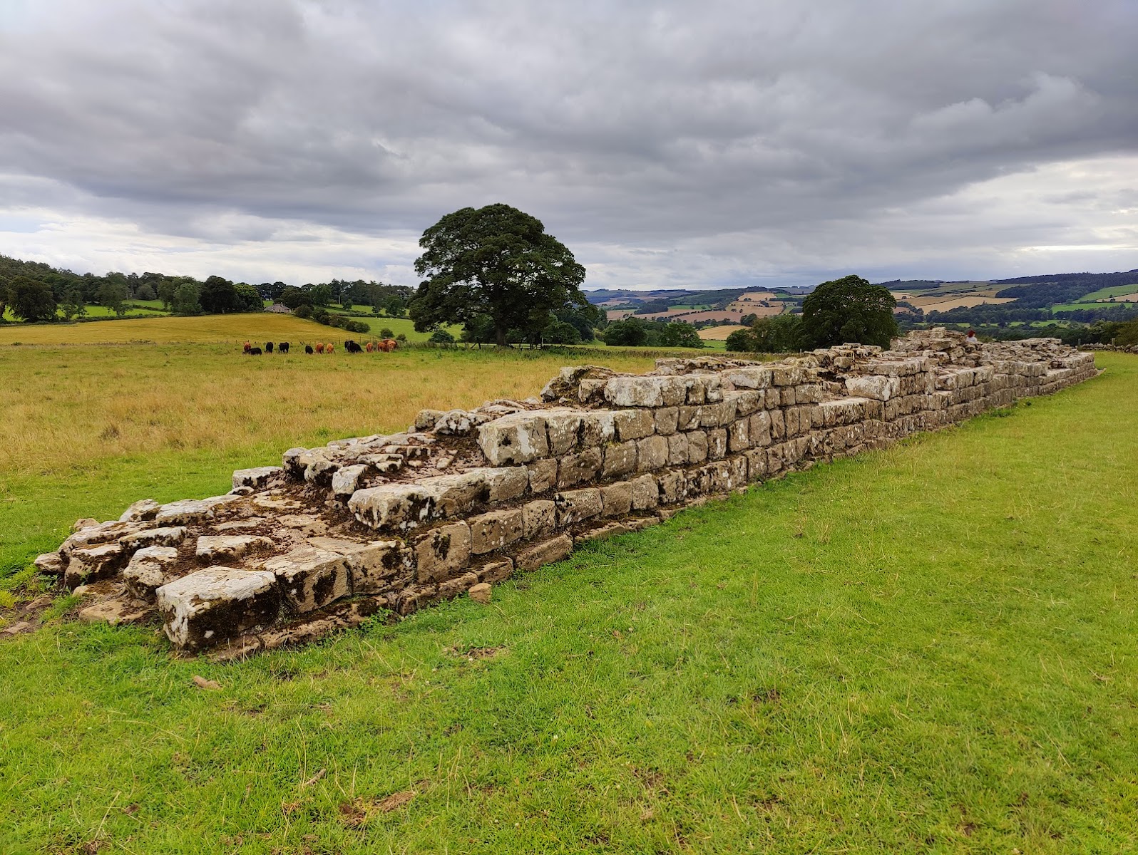Planetrees Roman Wall - Hadrian's Wall